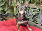 Ginny, Rat Terrier For Adoption In Santa Clara, California