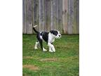 Miles, Portuguese Water Dog For Adoption In Stewartsville, New Jersey