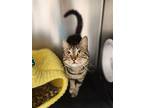 Keith, Domestic Shorthair For Adoption In Elmsford, New York
