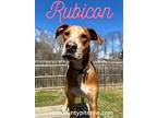 Rubicon, Labrador Retriever For Adoption In Toledo, Ohio