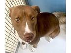 Lacie Liberty 58039, American Pit Bull Terrier For Adoption In Pampa, Texas