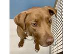 Autumn Amber 58070, Labrador Retriever For Adoption In Pampa, Texas