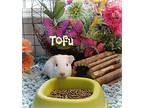Tofu, Guinea Pig For Adoption In Pasco, Washington