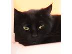 Raven, Domestic Shorthair For Adoption In Walla Walla, Washington