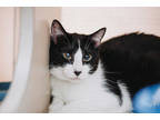 71232a Theo, Domestic Shorthair For Adoption In North Charleston, South Carolina