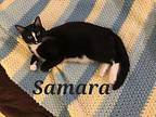 Samara, Domestic Shorthair For Adoption In Monrovia, California