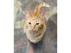 Lance, Domestic Shorthair For Adoption In Crossville, Tennessee