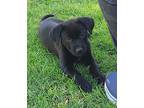 Cooper, Labrador Retriever For Adoption In Carlsbad, California