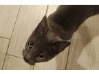 Stormi, Domestic Shorthair For Adoption In Fort Worth, Texas