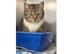 Smirk, Domestic Shorthair For Adoption In Newport, North Carolina