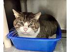 Smash, Domestic Shorthair For Adoption In Newport, North Carolina