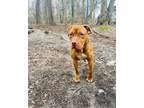 Jayden, American Pit Bull Terrier For Adoption In Wantagh, New York