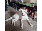 Addie, Labrador Retriever For Adoption In Finchville, Kentucky