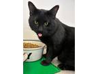 Snack, Domestic Shorthair For Adoption In Downers Grove, Illinois