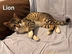 Lion, Egyptian Mau For Adoption In Manchester, New Hampshire