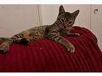 Tiger, Egyptian Mau For Adoption In Manchester, New Hampshire