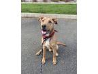 Romeo, Labrador Retriever For Adoption In Lynnwood, Washington