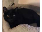 Bugsy, Domestic Shorthair For Adoption In Los Angeles, California