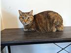 Cricket, Domestic Shorthair For Adoption In Taylorsville, Utah