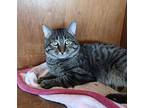 Marvin, Domestic Shorthair For Adoption In Sapulpa, Oklahoma