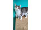 Ballerina, Domestic Shorthair For Adoption In Brookings, South Dakota