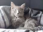 Mankey (cecil Seven Litter), Domestic Mediumhair For Adoption In Baltimore
