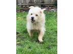 Belfi - Local - Sf(was Mm), Jack Russell Terrier For Adoption In Langley