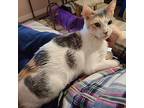 Prada, Domestic Shorthair For Adoption In Sherwood, Oregon