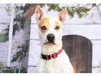 Ginny, American Pit Bull Terrier For Adoption In Justin, Texas