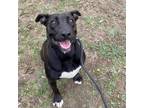 Kimber, Labrador Retriever For Adoption In Justin, Texas