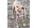 Precious, American Staffordshire Terrier For Adoption In Columbia