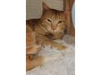 Luther, Domestic Shorthair For Adoption In Columbus, Indiana