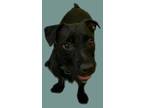 Spice, Patterdale Terrier (fell Terrier) For Adoption In Columbus, Indiana