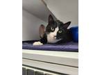 Blackie, Domestic Shorthair For Adoption In Queenstown, Maryland