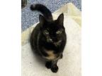 Petal, Domestic Shorthair For Adoption In Queenstown, Maryland