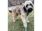 Archie, Wheaten Terrier For Adoption In Bedford Hills, New York