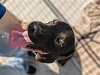 Pebble, Labrador Retriever For Adoption In Mt Carmel, Illinois