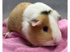 Donna, Guinea Pig For Adoption In Oshkosh, Wisconsin