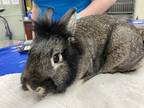 Jimmy Hopper, Lionhead For Adoption In Oshkosh, Wisconsin