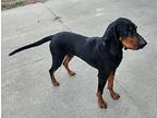 WILLOW Black and Tan Coonhound Adult Female