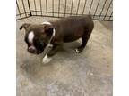 Boston Terrier Puppy for sale in Bells, TX, USA