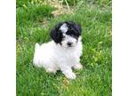 Poodle (Toy) Puppy for sale in New Vienna, OH, USA