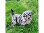 Poodle (Toy) Puppy for sale in New Vienna, OH, USA