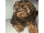Shih-Poo Puppy for sale in Denton, TX, USA