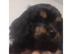 Cavapoo Puppy for sale in East Providence, RI, USA