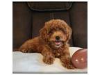 Cavapoo Puppy for sale in Mission, TX, USA