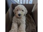 Labradoodle Puppy for sale in Mission, TX, USA
