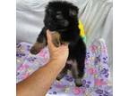 Pomeranian Puppy for sale in Trenton, GA, USA