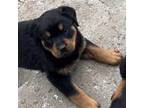 Rottweiler Puppy for sale in Warren, OH, USA