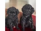 New Toy poodle litter